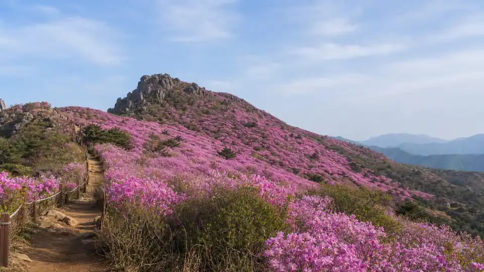 비슬산 참꽃 군락지 가는 법과 등산코스·주차장 총정리 대표 이미지